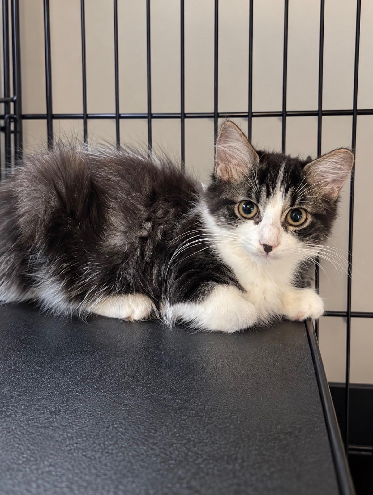 Enlarge Biscuit, a Adoptable Domestic Long Hair in Fort Oglethorpe, GA image 5/5