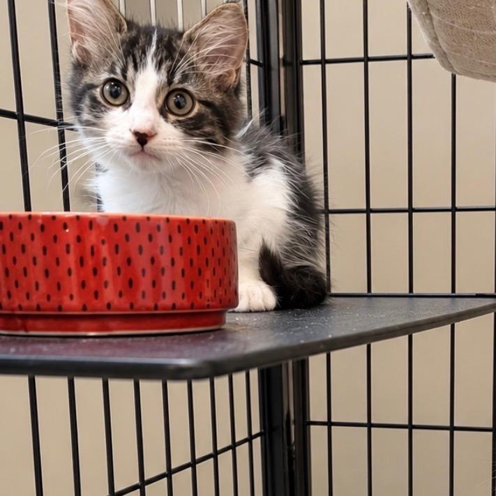 Enlarge Biscuit, a Adoptable Domestic Long Hair in Fort Oglethorpe, GA image 4/5