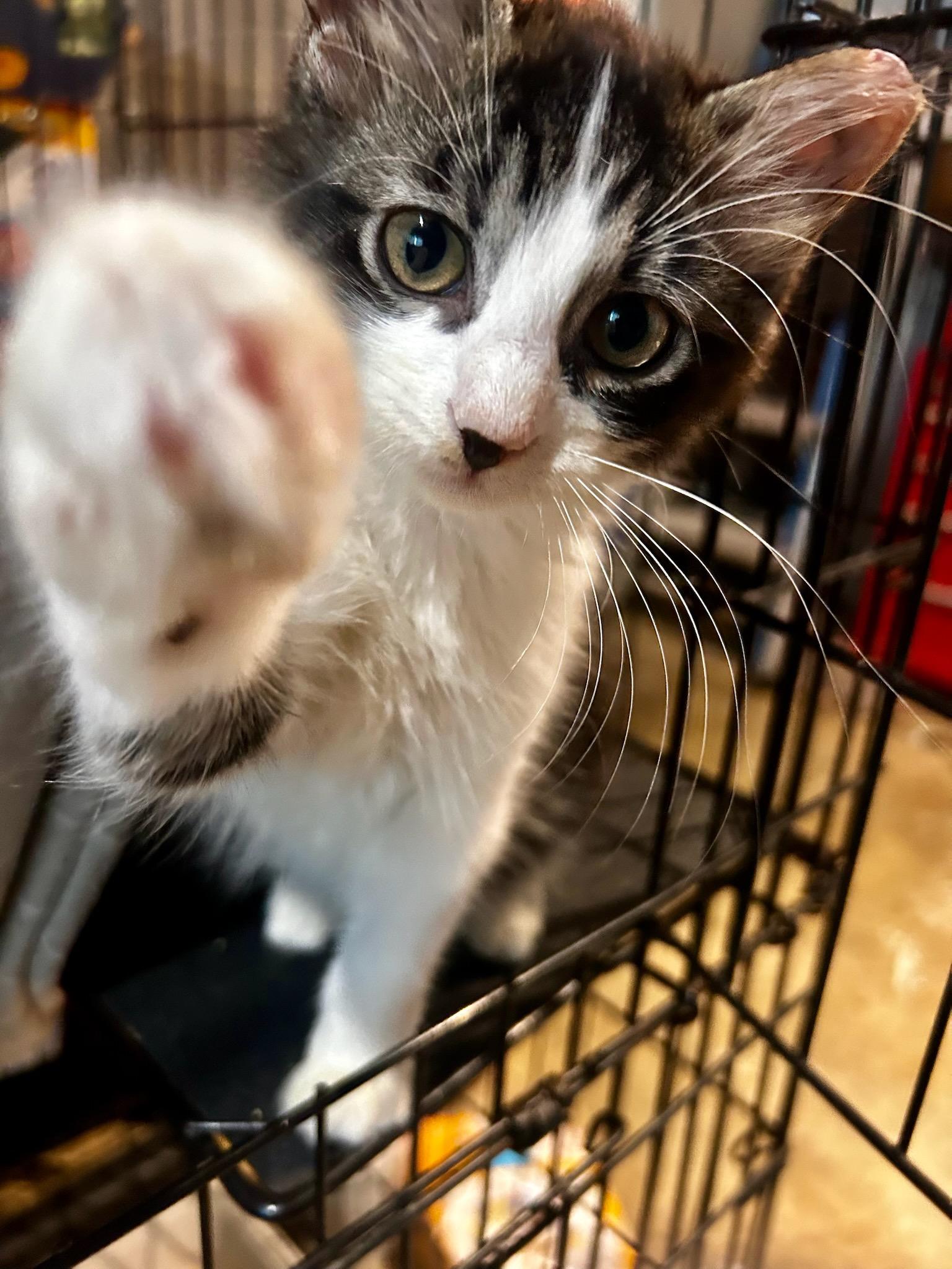 Biscuit, Adoptable, Kitten Male Domestic Long Hair.