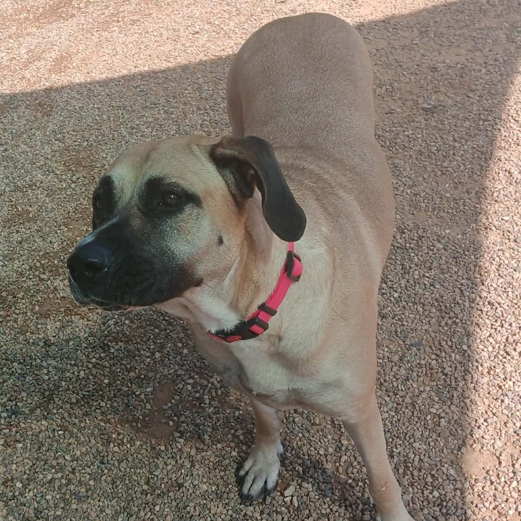 Enlarge Big Mamma, a Adoptable mixed breed in Waite Park, MN image 4/6