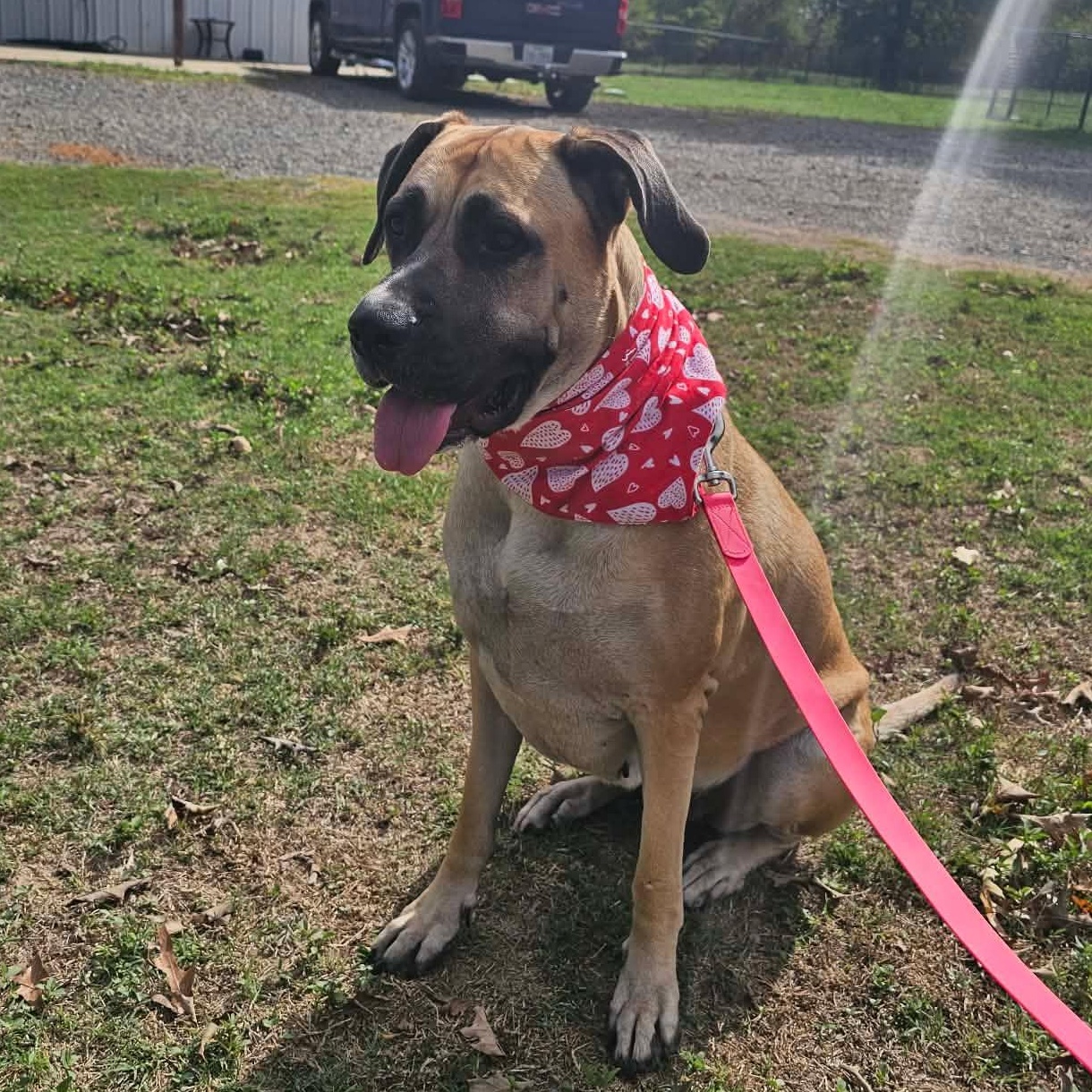 Enlarge Big Mamma, a Adoptable mixed breed in Waite Park, MN image 5/6