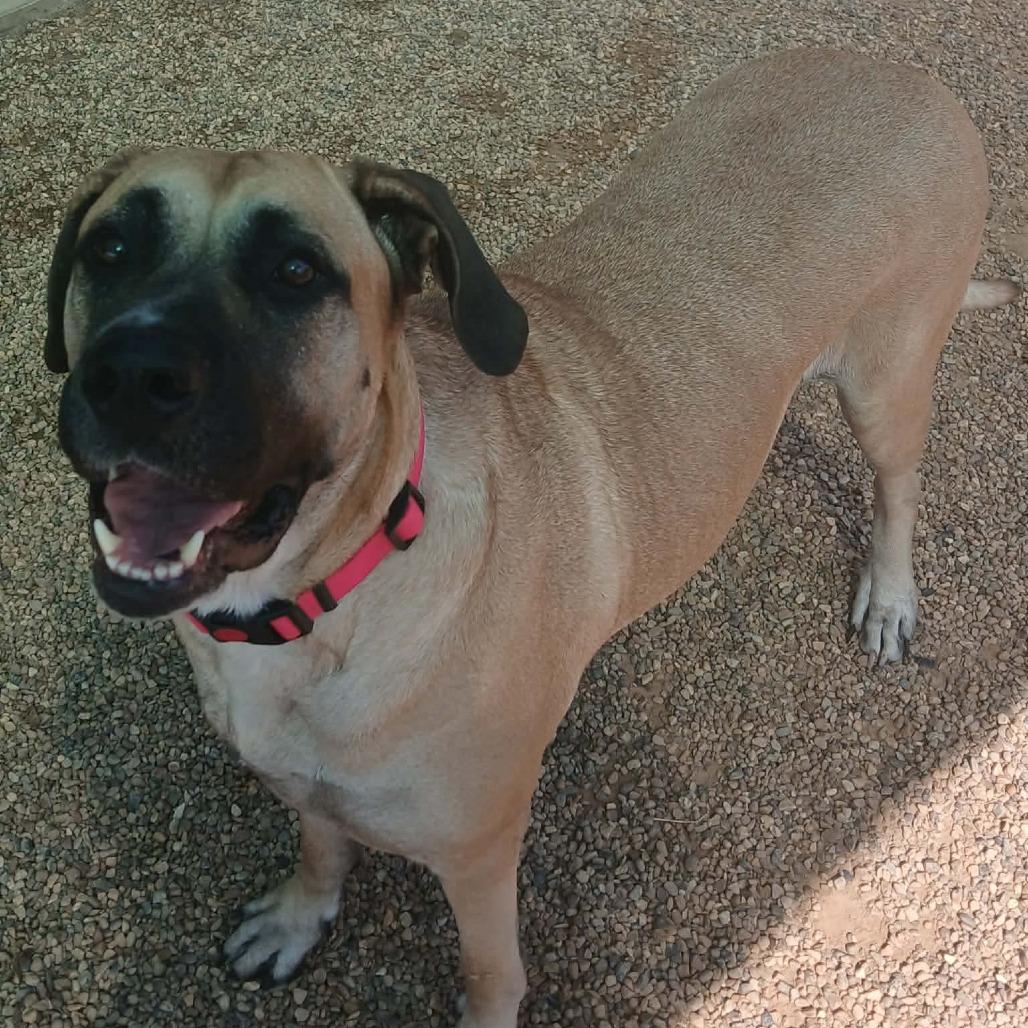 Enlarge Big Mamma, a Adoptable mixed breed in Waite Park, MN image 2/6