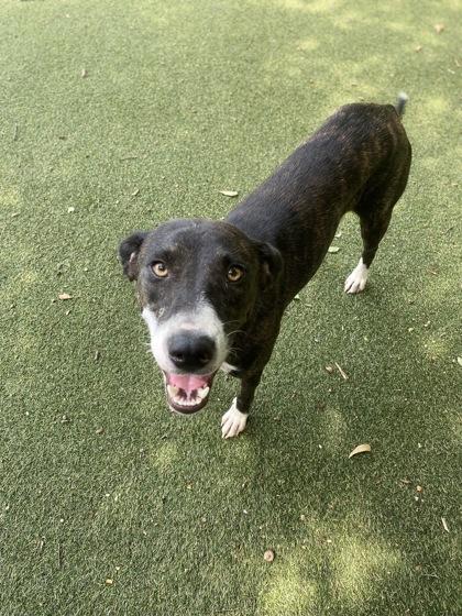 Enlarge Keira, a Adoptable mixed breed in Picayune, MS image 1/3