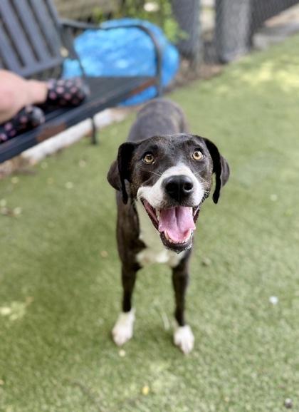 Enlarge Keira, a Adoptable mixed breed in Picayune, MS image 2/3