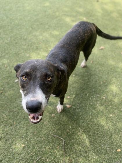 Enlarge Keira, a Adoptable mixed breed in Picayune, MS image 3/3