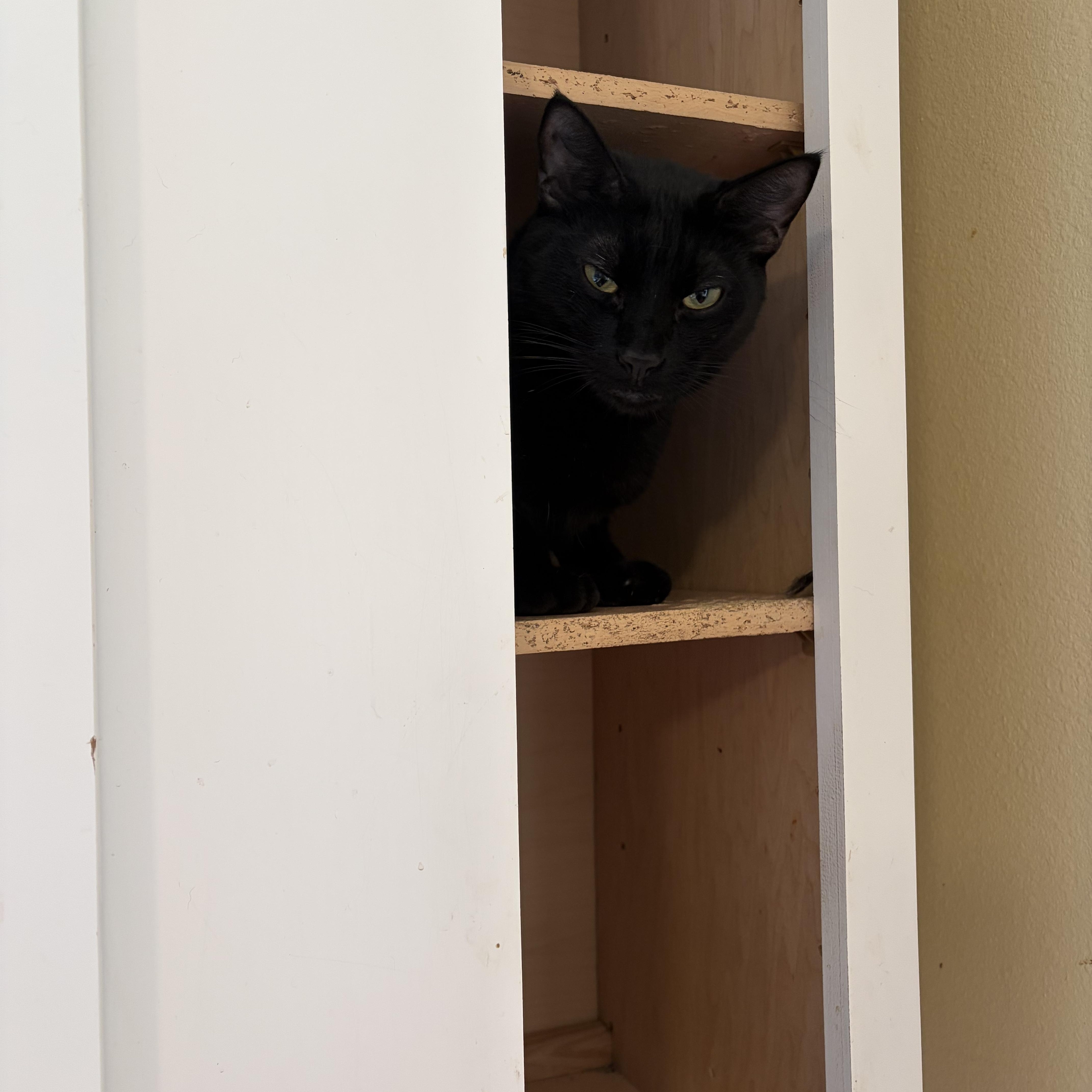 Enlarge Colt, a ADOPTABLE Domestic Short Hair in Hammond, LA image 2/2