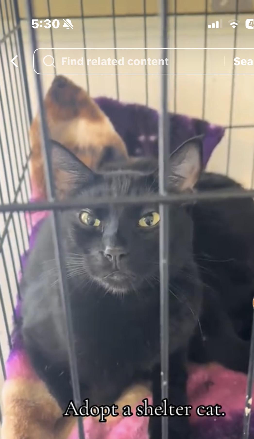 Enlarge Colt, a ADOPTABLE Domestic Short Hair in Hammond, LA image 1/2