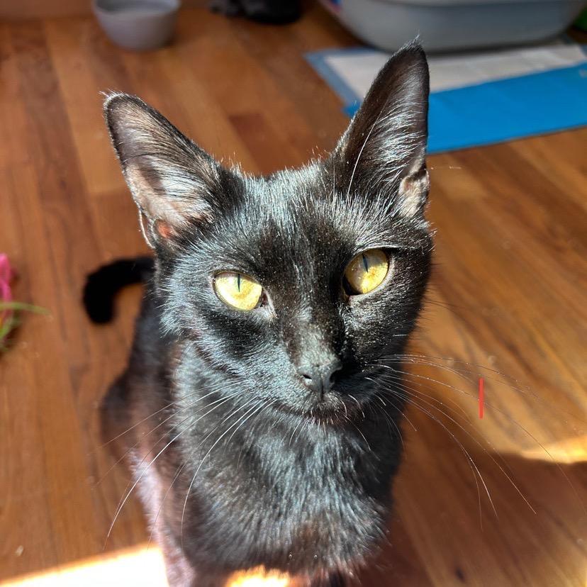 Enlarge Honeycrisp, a Adoptable Domestic Short Hair in Granville, OH image 1/6