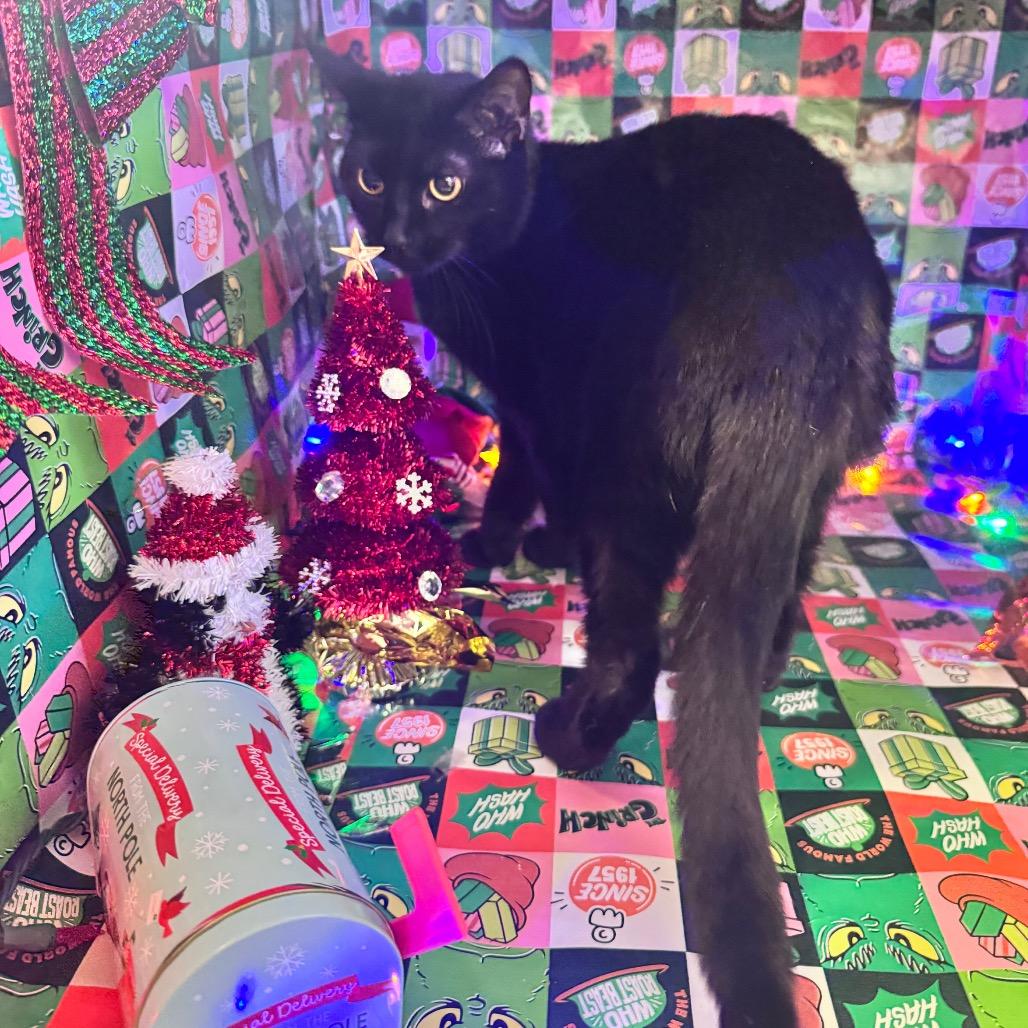 Honeycrisp — thumbnail 2