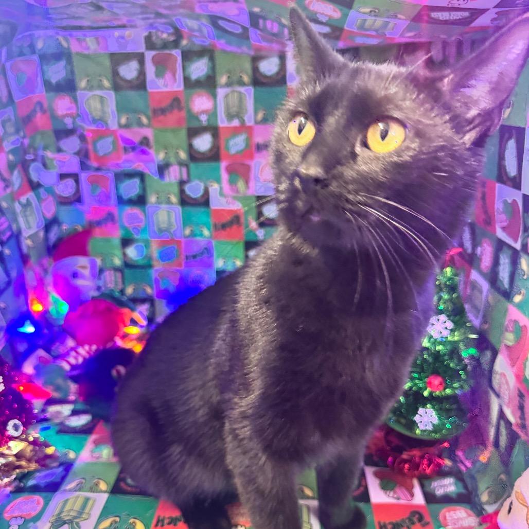 Honeycrisp thumbnail 4