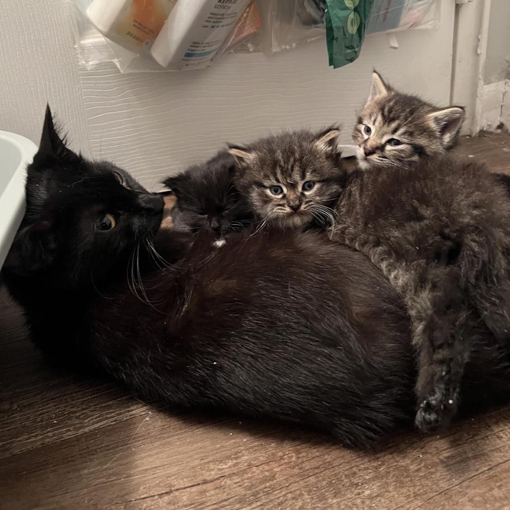 Honeycrisp — thumbnail 4