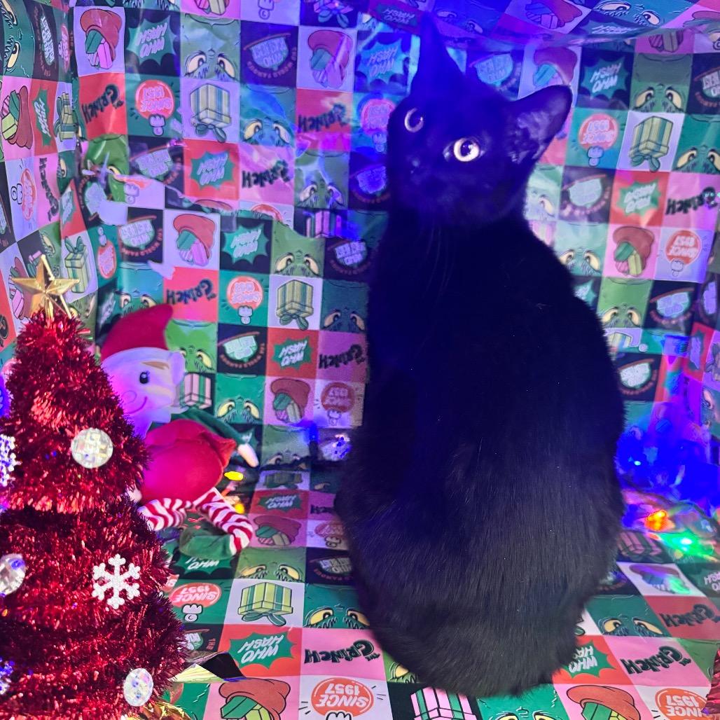 Honeycrisp thumbnail 6