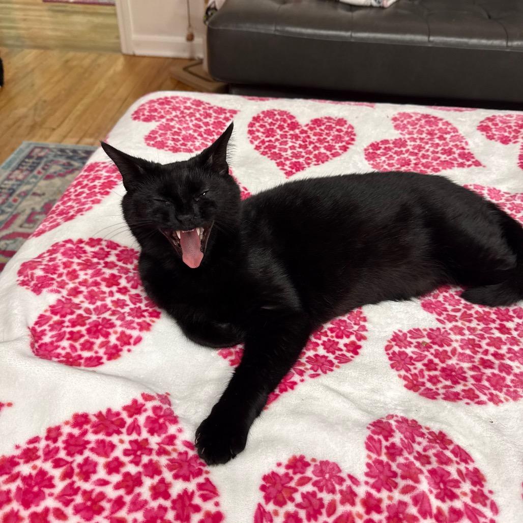 Honeycrisp, a Adoptable Domestic Short Hair in Granville, OH image 6/6