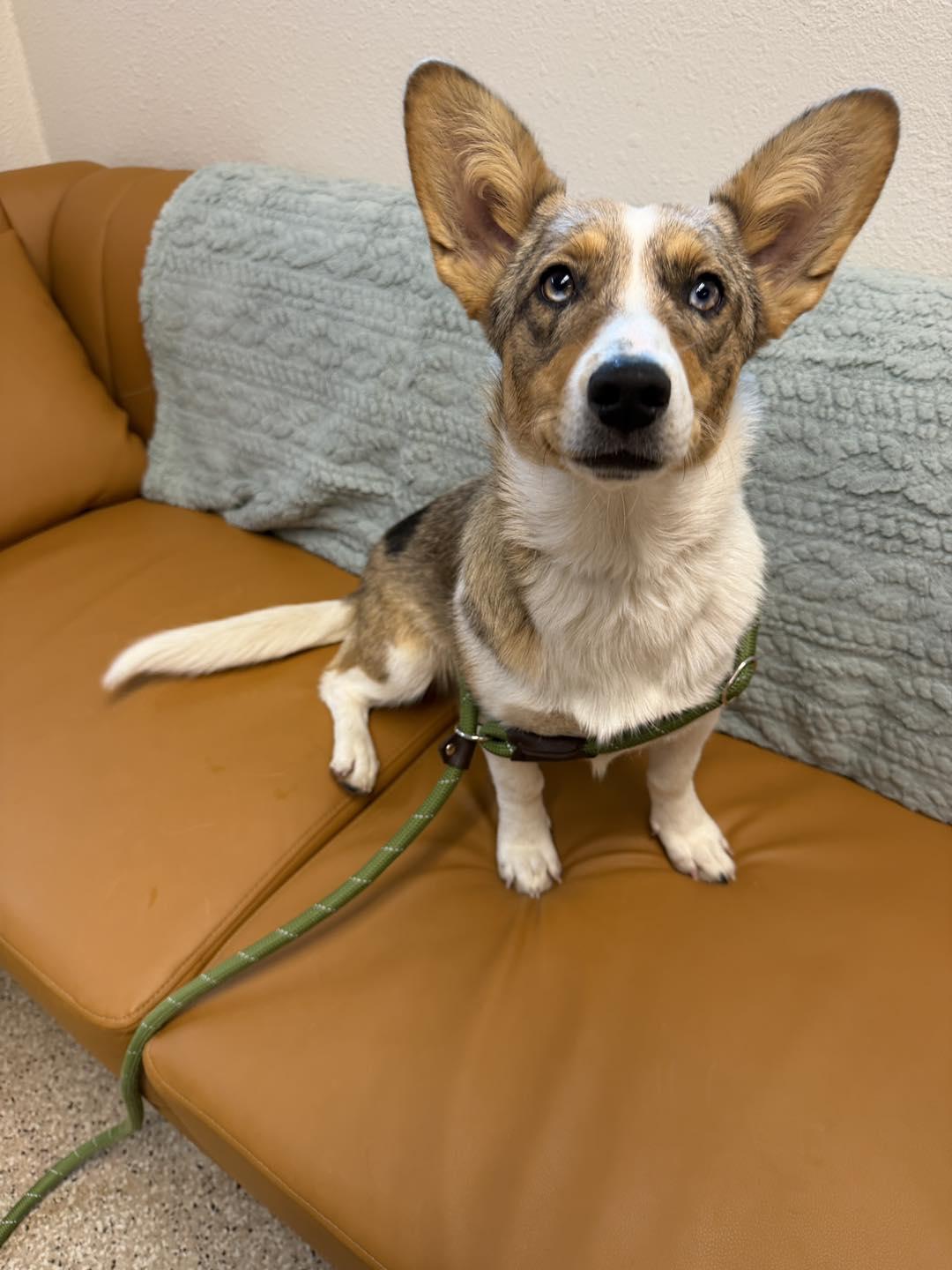 Kay, adopted, Young Female Corgi.