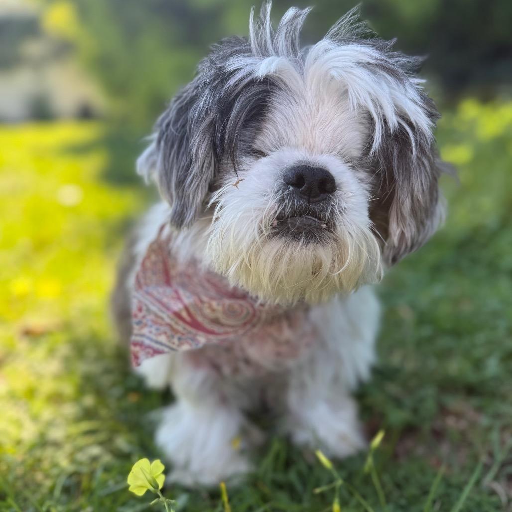 Benji, a Adoptable Shih Tzu in Santa Barbara, CA image 1/6