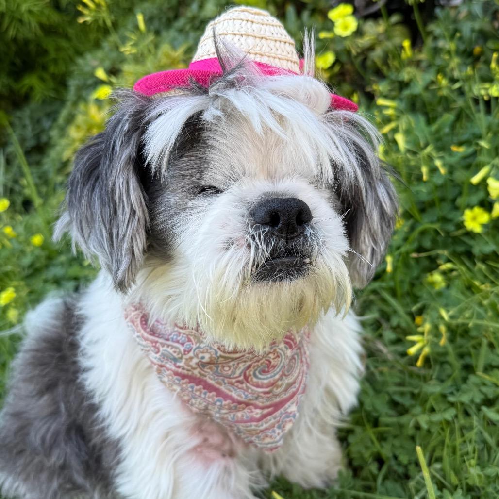 Benji, a Adoptable Shih Tzu in Santa Barbara, CA image 2/6