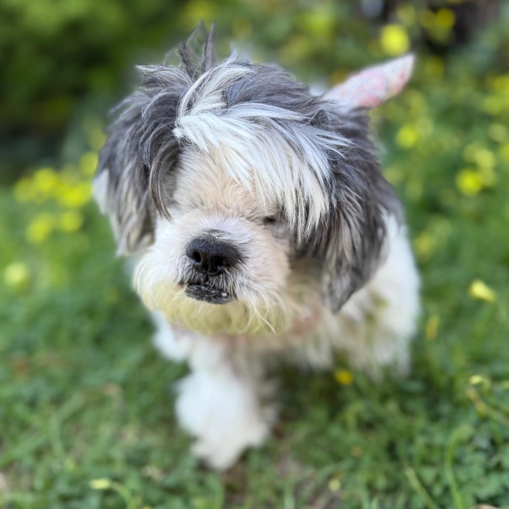 Benji, a Adoptable Shih Tzu in Santa Barbara, CA image 3/6