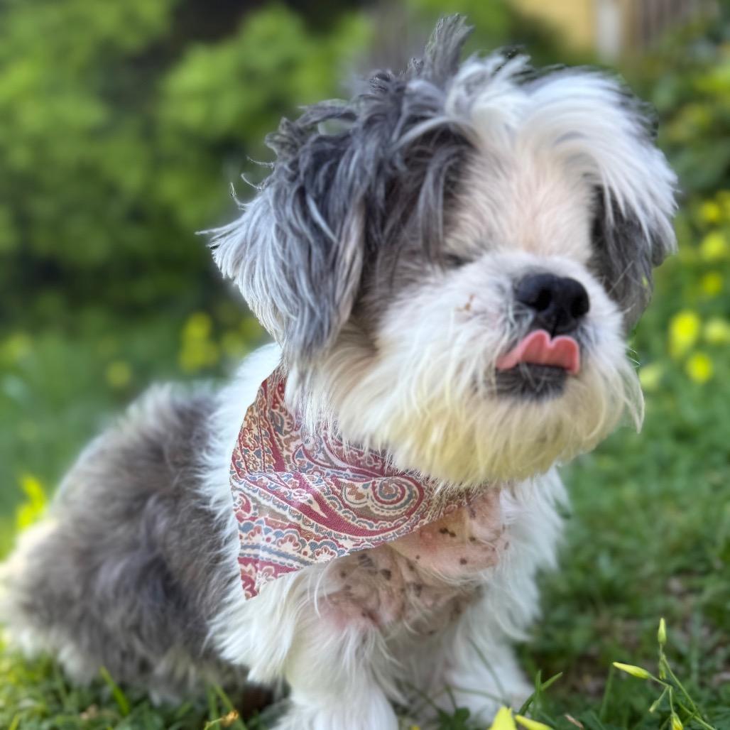 Benji, a Adoptable Shih Tzu in Santa Barbara, CA image 4/6