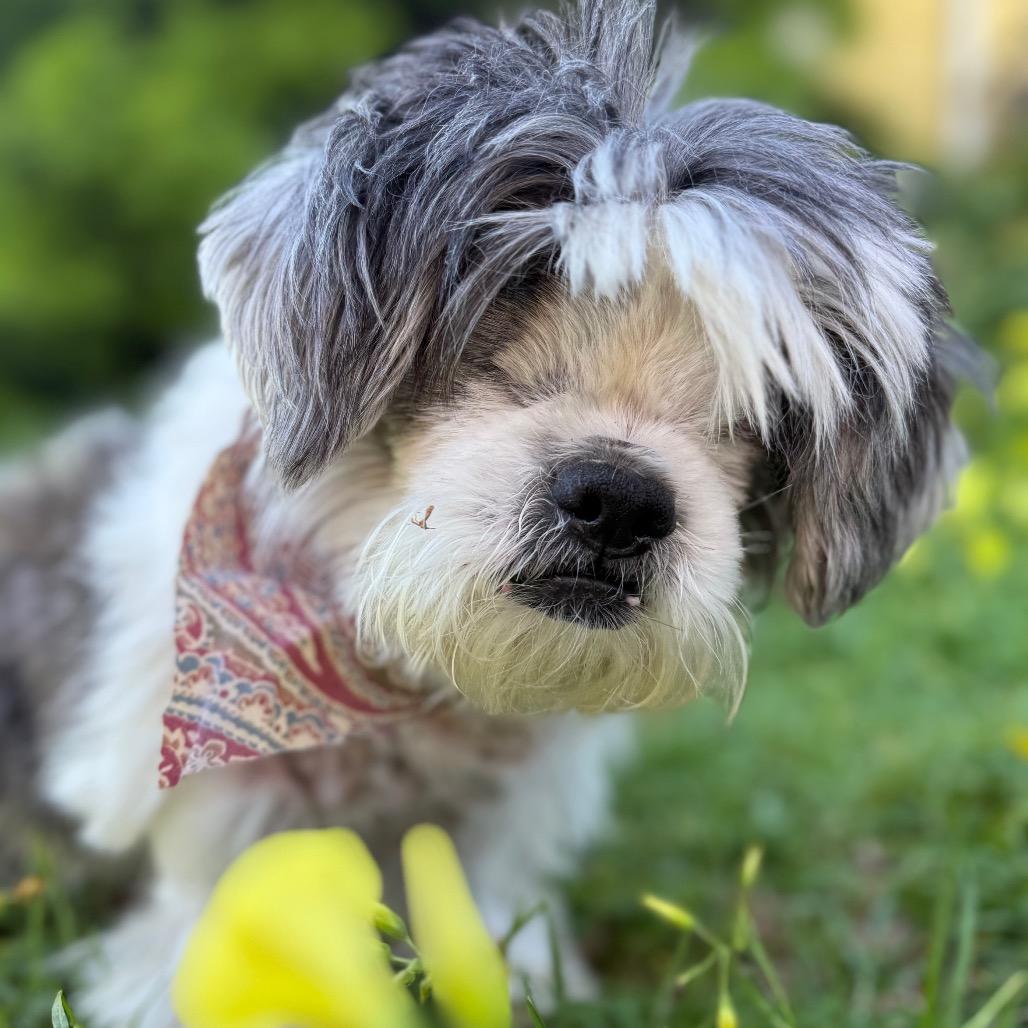 Benji, a Adoptable Shih Tzu in Santa Barbara, CA image 5/6