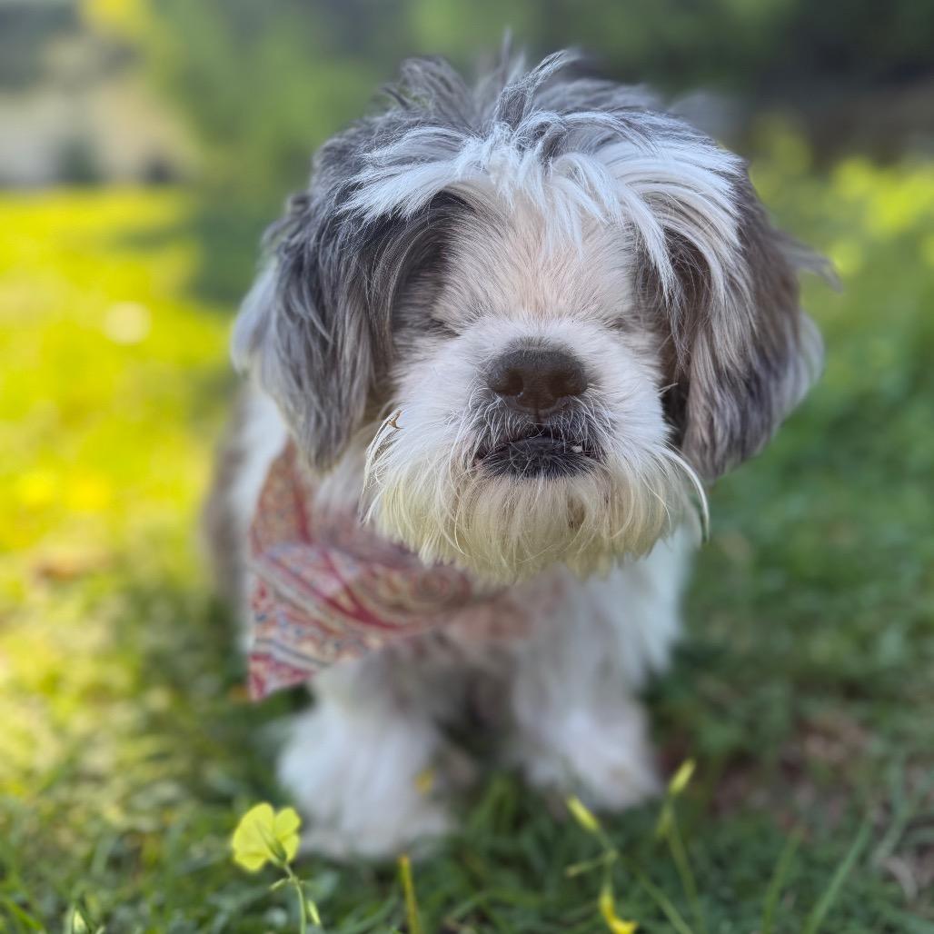 Benji, a Adoptable Shih Tzu in Santa Barbara, CA image 6/6