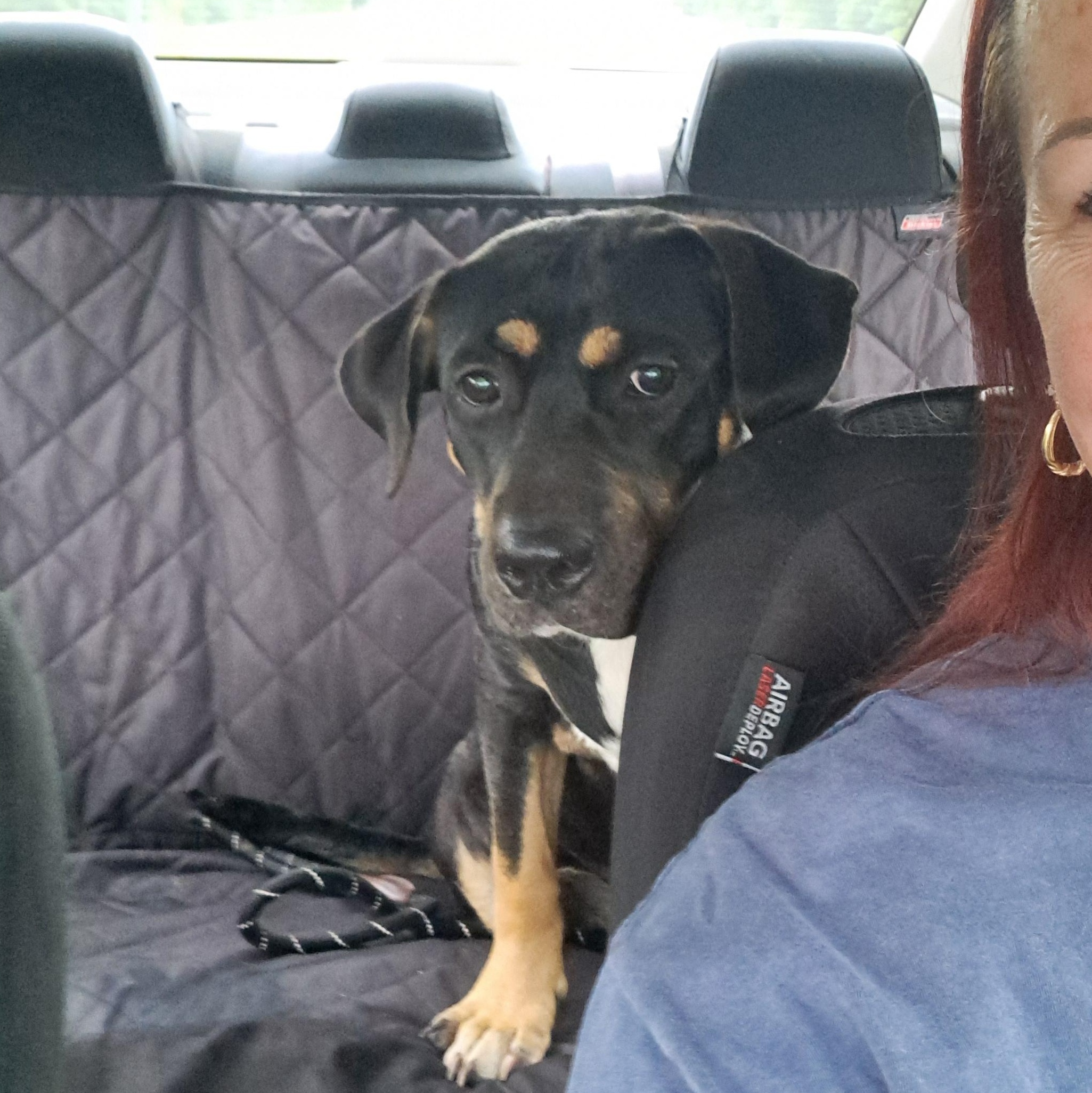 Bailey, a Adoptable mixed breed in BREWTON, AL image 1/3