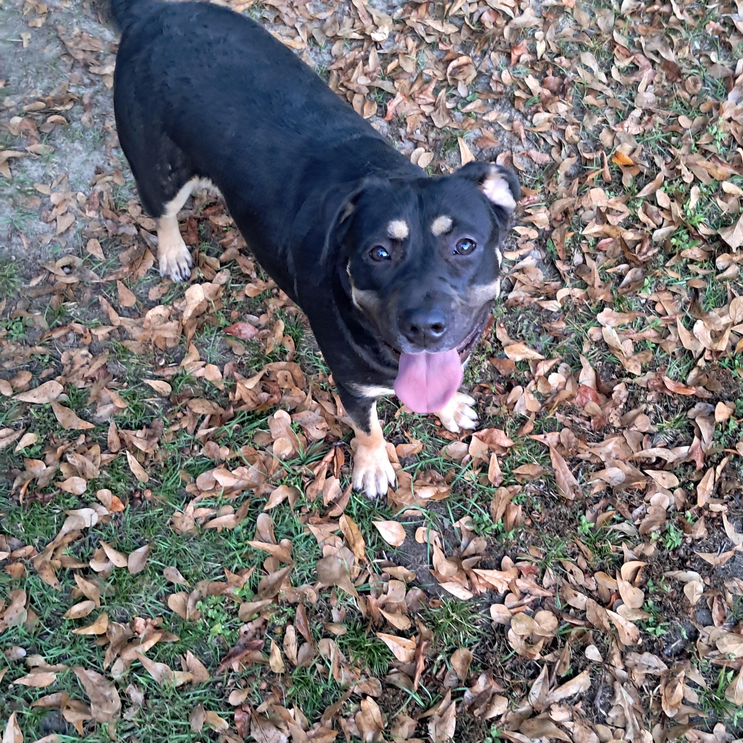 Bailey, a Adoptable mixed breed in BREWTON, AL image 5/5