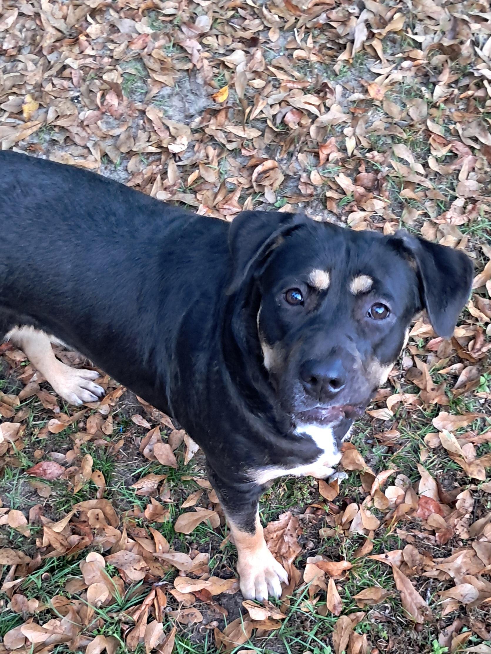 Bailey, a Adoptable mixed breed in BREWTON, AL image 4/5