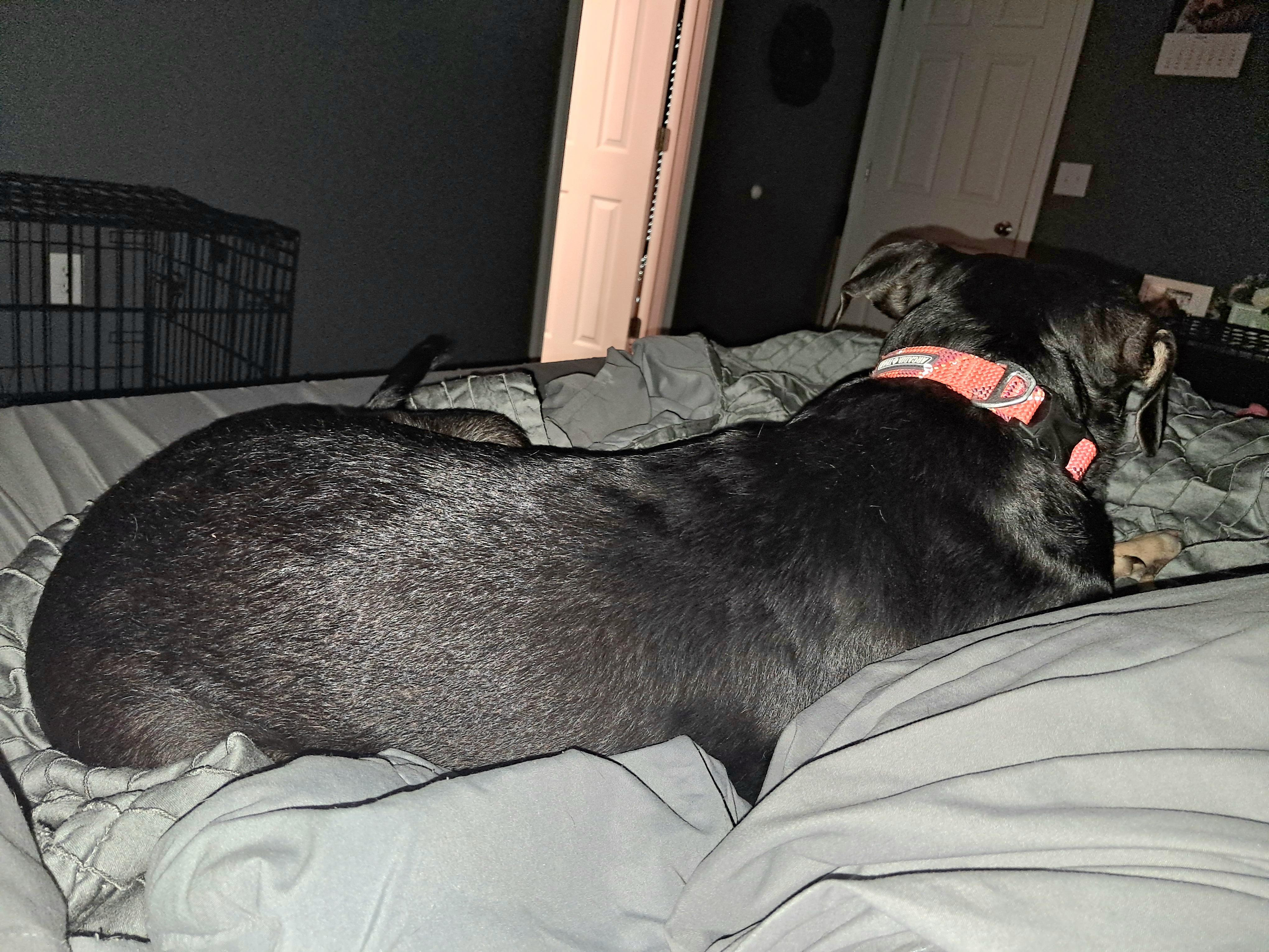 Bailey, a Adoptable mixed breed in BREWTON, AL image 3/3