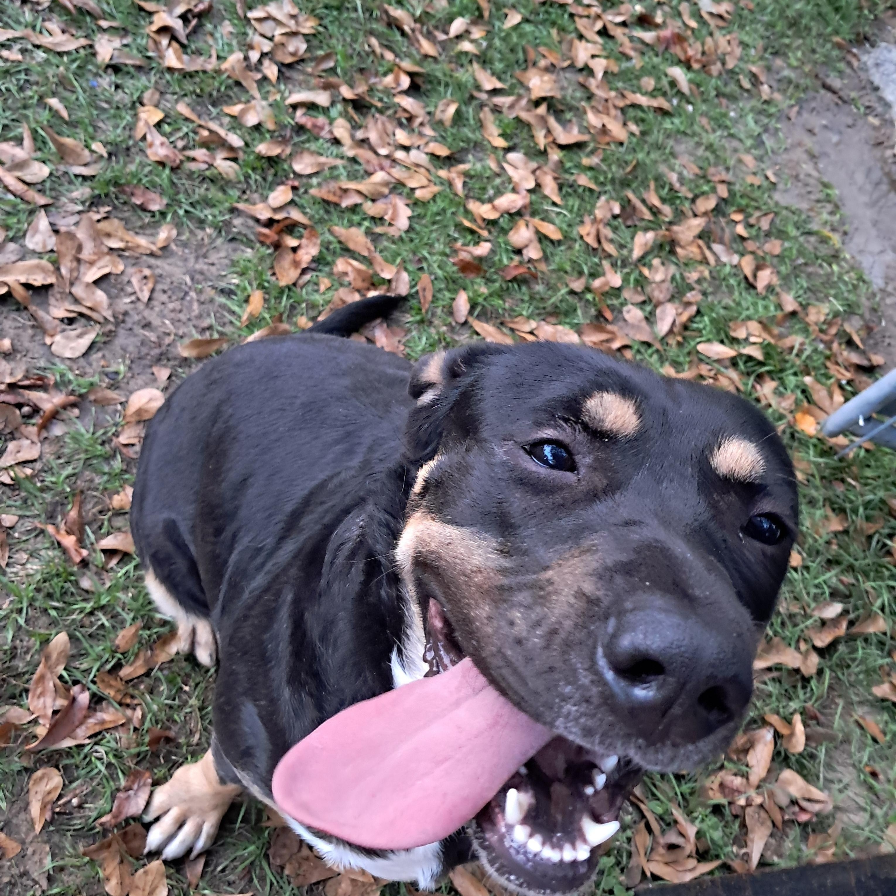 Bailey, a Adoptable mixed breed in BREWTON, AL image 3/5