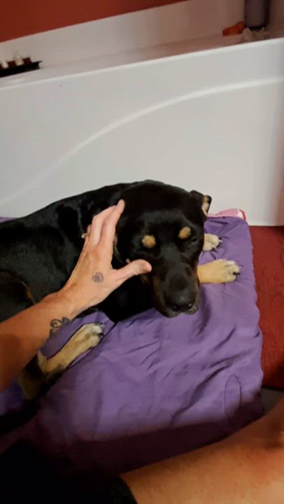 Enlarge Bailey, a Adoptable mixed breed in BREWTON, AL video 2/3