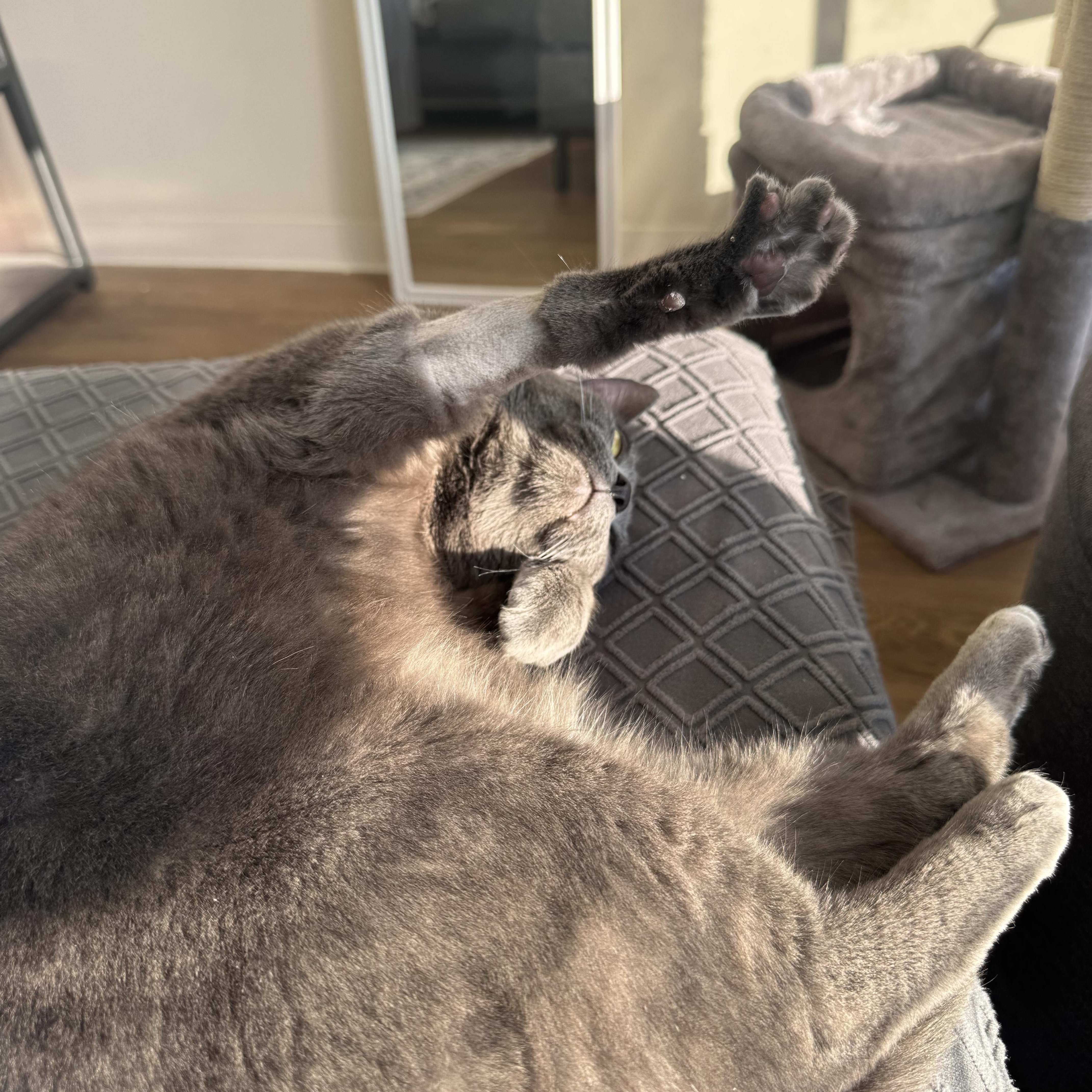 Enlarge Plum, a ADOPTABLE Domestic Short Hair in Beltsville, MD image 4/6