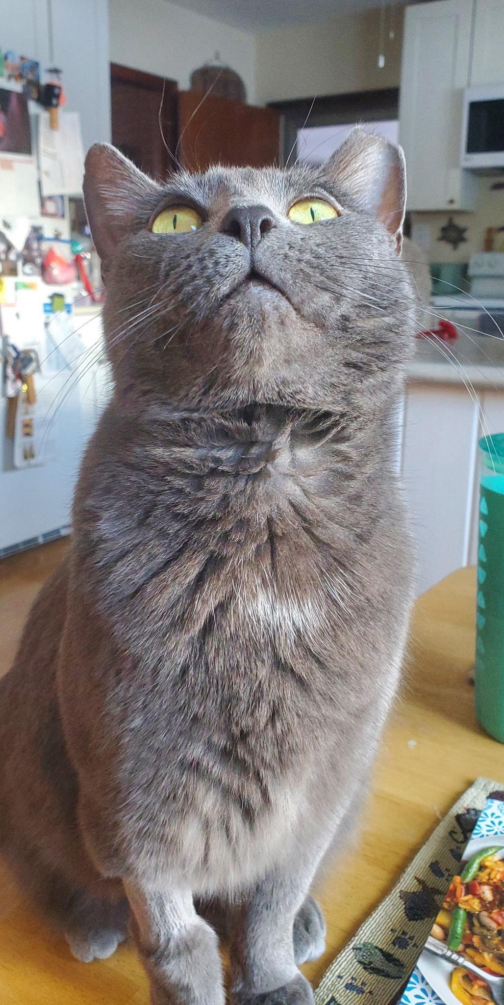 Plum, a ADOPTABLE Domestic Short Hair in Beltsville, MD image 3/6
