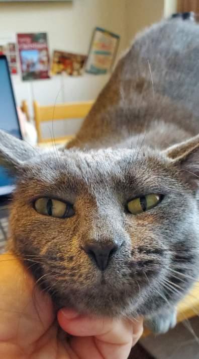 Plum, ADOPTABLE, Adult Female Domestic Short Hair.