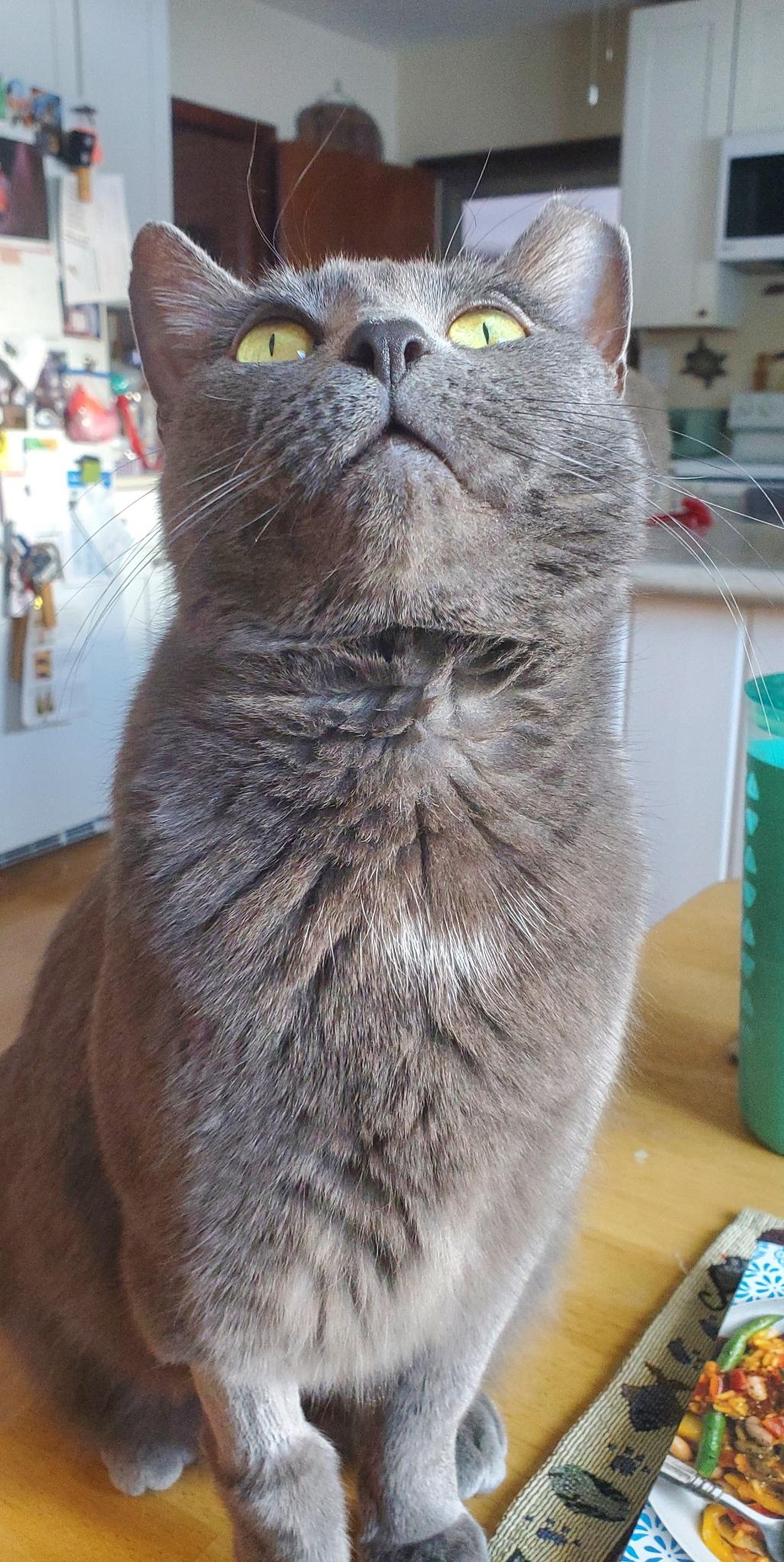 Enlarge Plum, a ADOPTABLE Domestic Short Hair in Beltsville, MD image 6/6