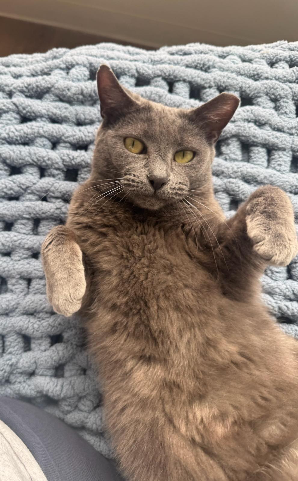 Plum, ADOPTABLE, Adult Female Domestic Short Hair.