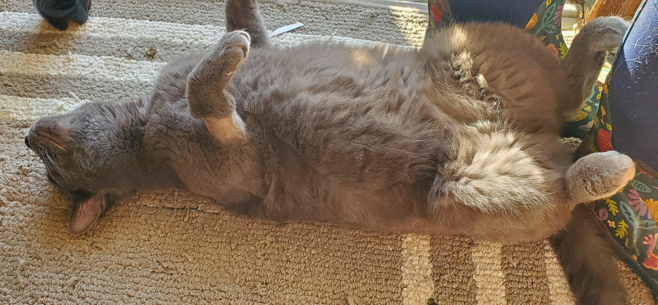 Enlarge Plum, a ADOPTABLE Domestic Short Hair in Beltsville, MD image 5/6