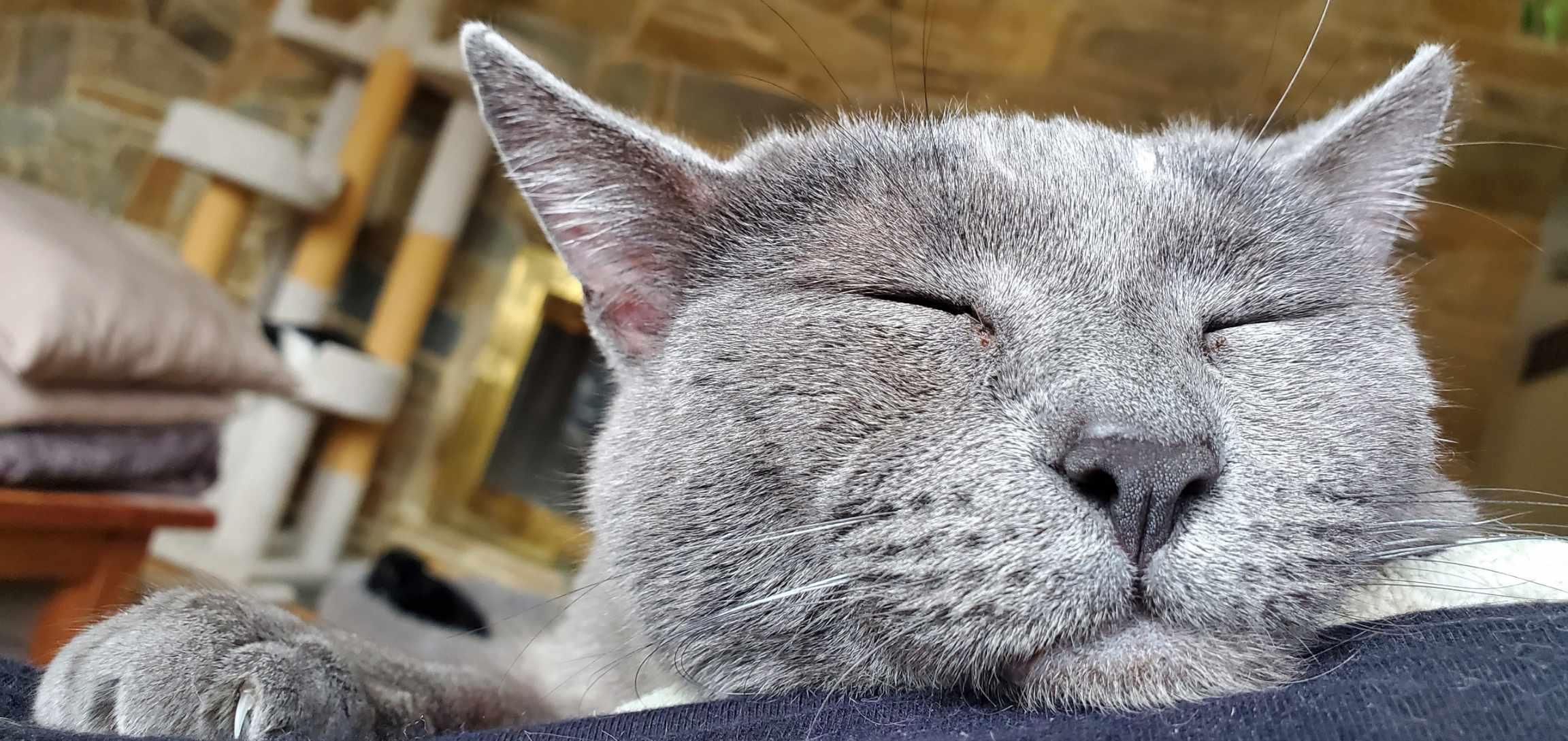 Enlarge Plum, a ADOPTABLE Domestic Short Hair in Beltsville, MD image 3/6