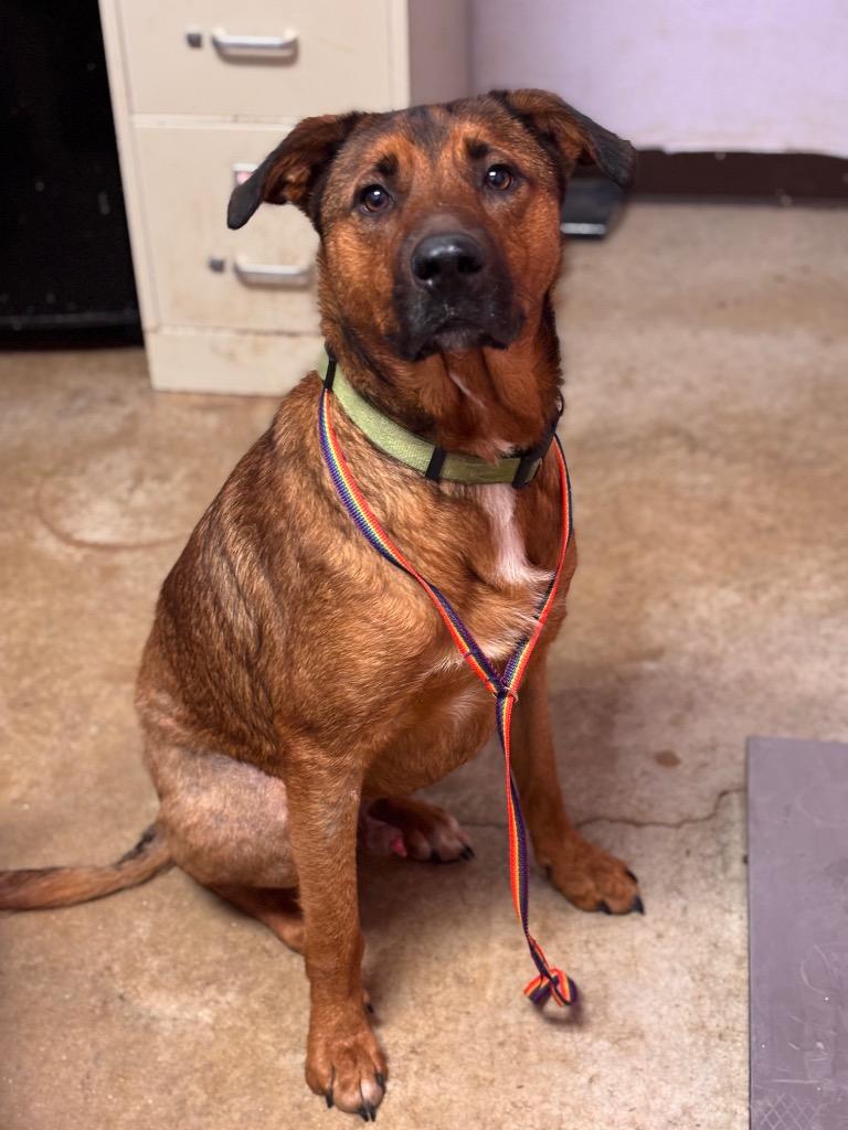 Enlarge Bubba, a Adoptable mixed breed in New Braunfels, TX image 1/4