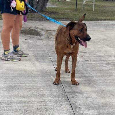 Enlarge Bubba, a Adoptable mixed breed in New Braunfels, TX image 2/4