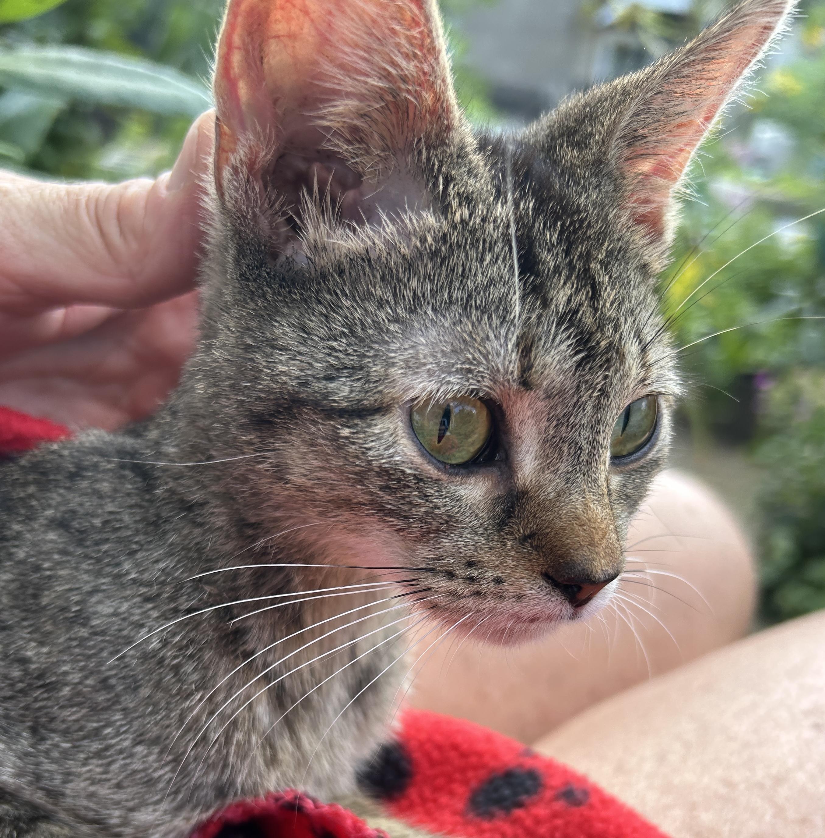 Enlarge Shorty, a Adoptable mixed breed in Havertown, PA image 3/6