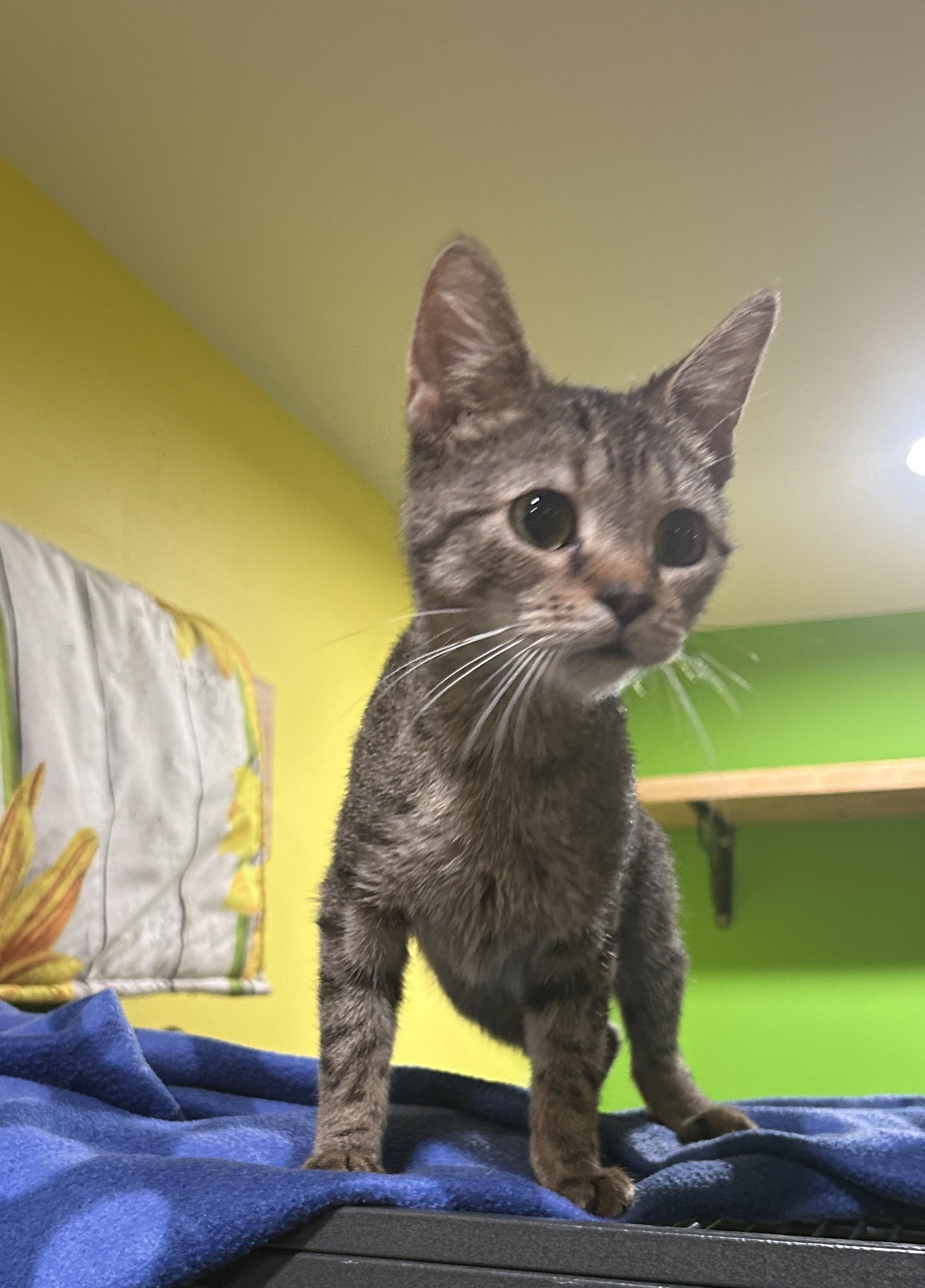 Enlarge Shorty, a Adoptable mixed breed in Havertown, PA image 4/6