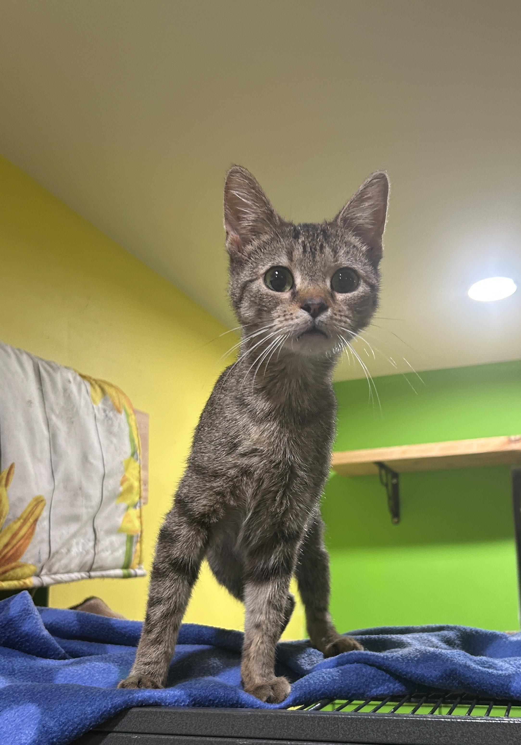 Enlarge Shorty, a Adoptable mixed breed in Havertown, PA image 5/6