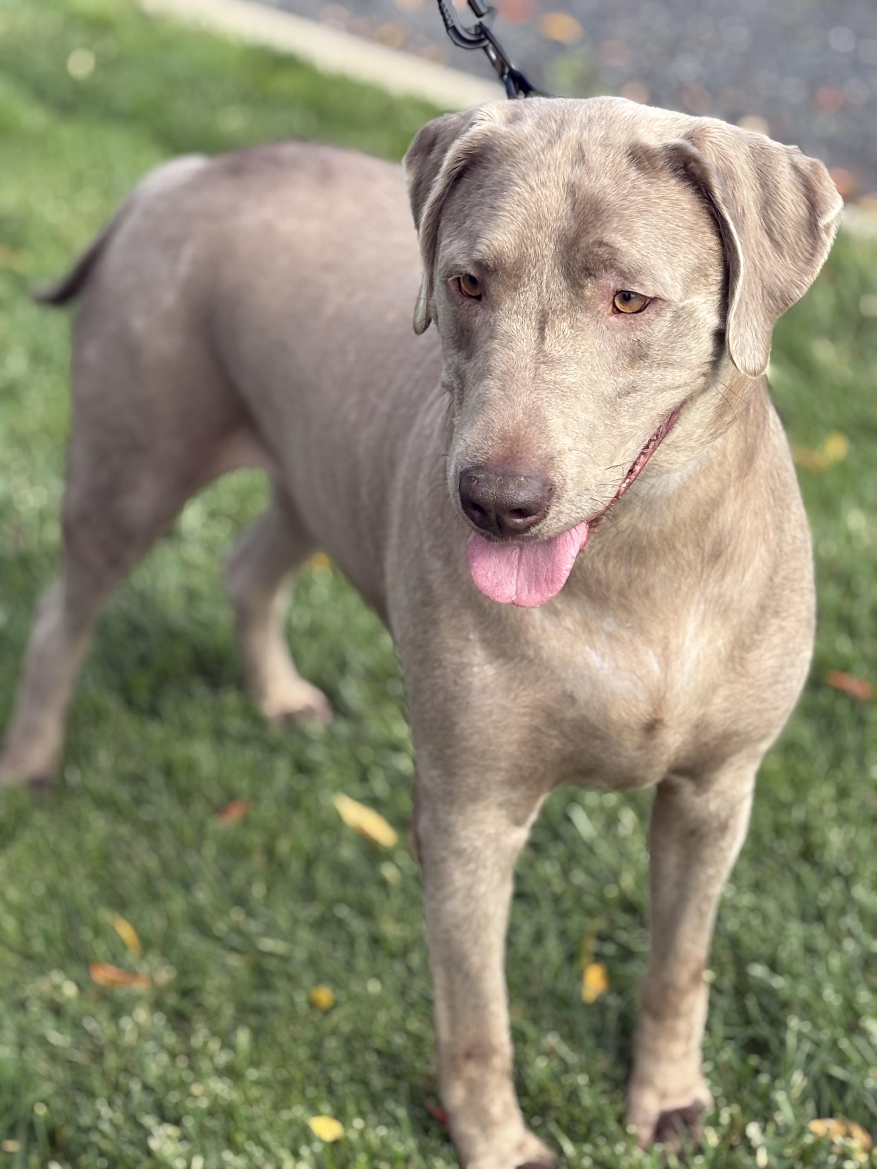 Enlarge Diesel, a Adoptable Labrador Retriever in Yuba City, CA image 2/5