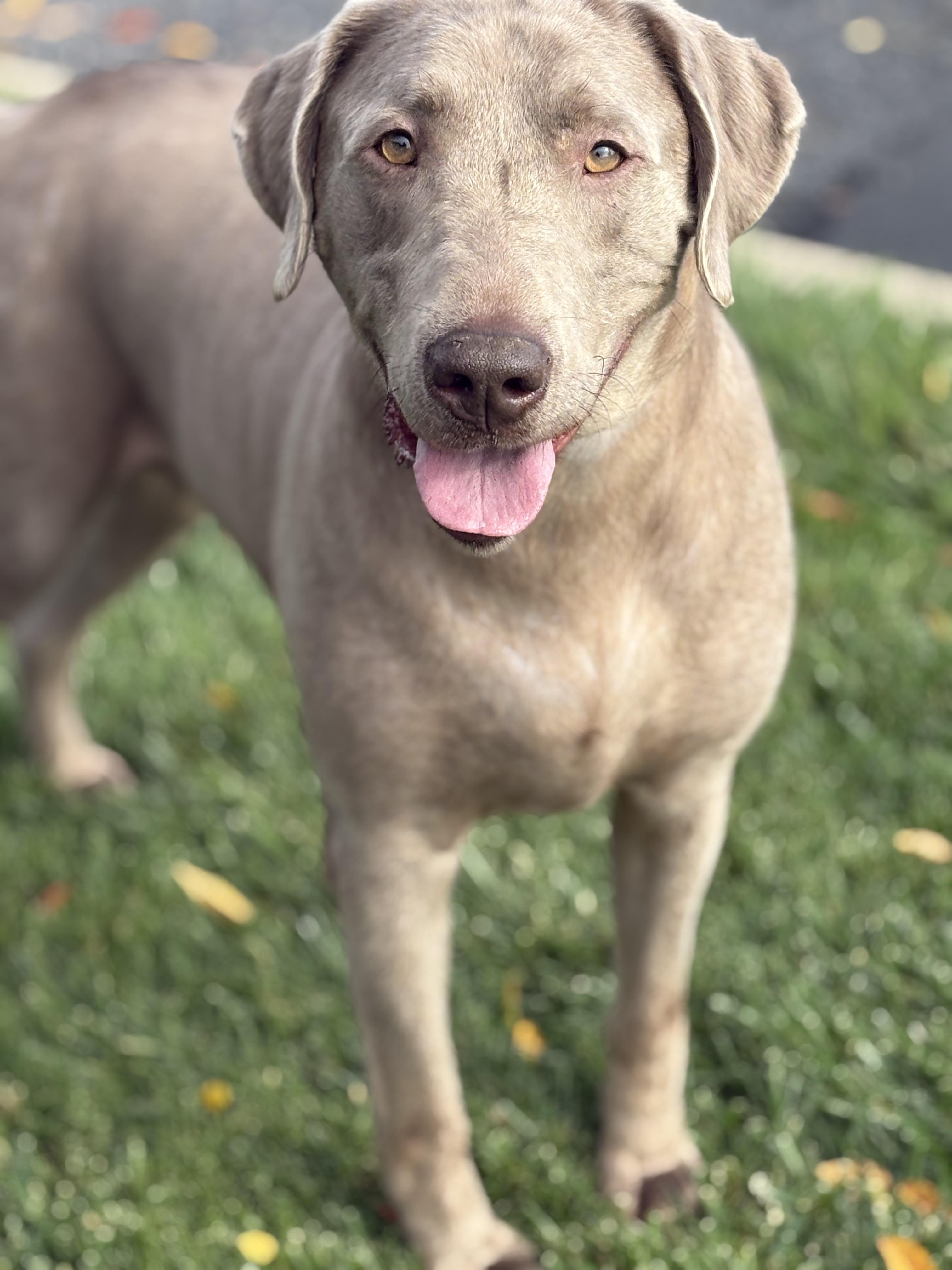 Diesel, Adoptable, Adult Male Labrador Retriever.
