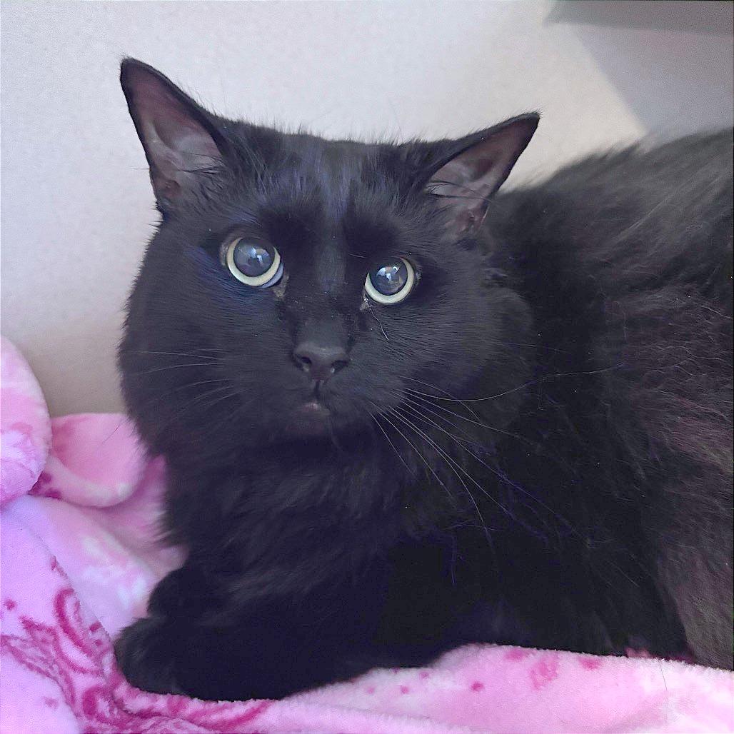 Button, Adoptable, Adult Female Domestic Long Hair.