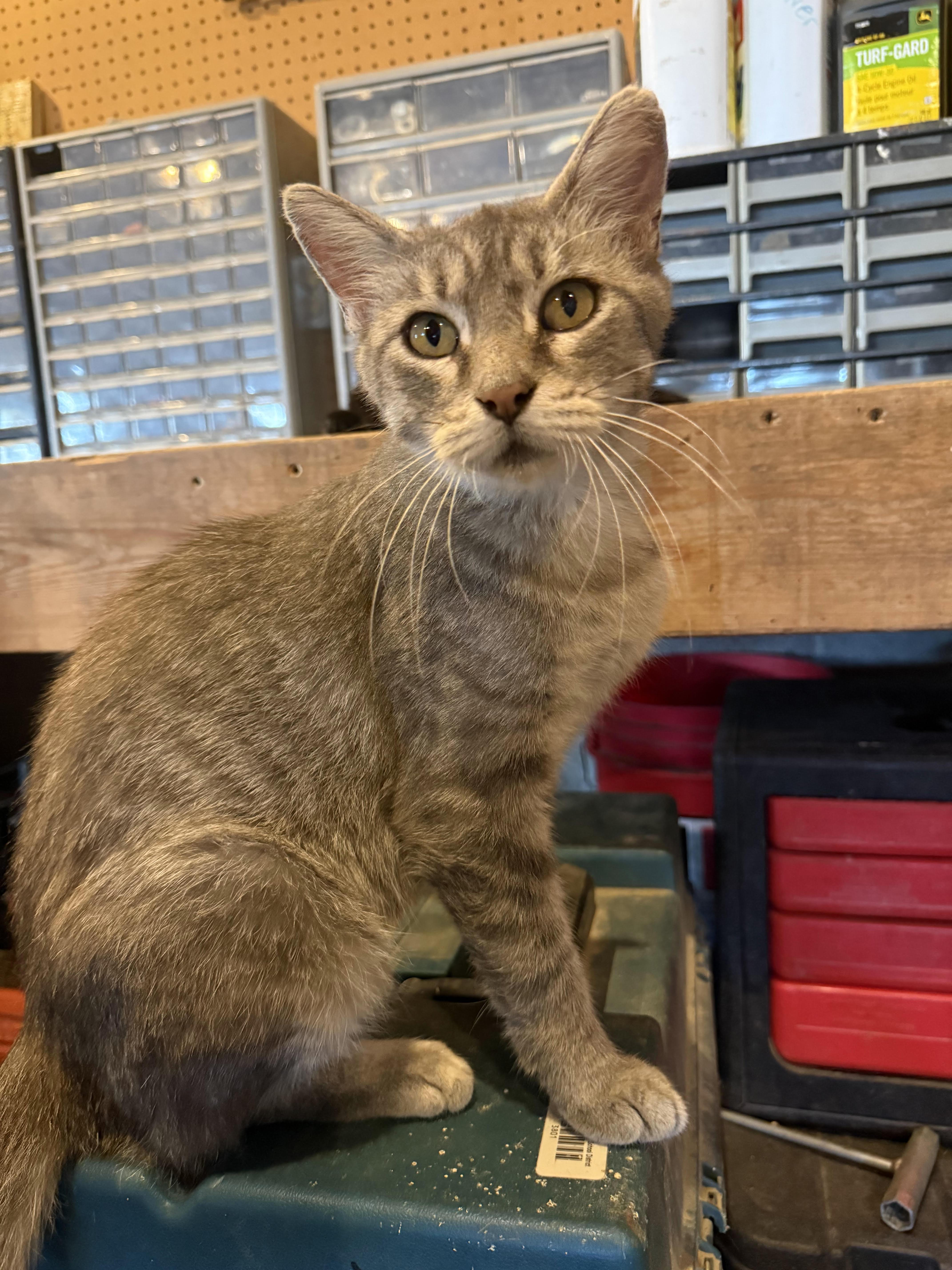 Enlarge Bunny-ADOPTION FEE SPONSORED, a Adoptable Tabby in Decorah, IA image 2/5