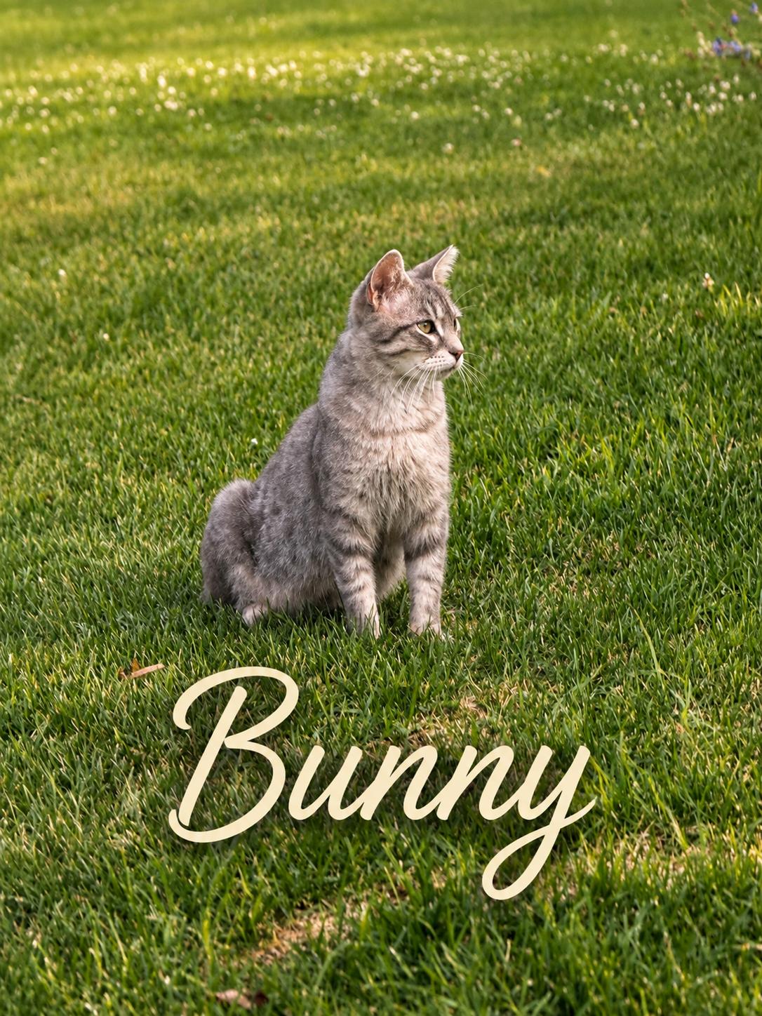 Enlarge Bunny, a ADOPTABLE Tabby in Decorah, IA image 3/3