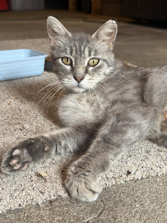 Enlarge Bunny, a ADOPTABLE Tabby in Decorah, IA image 2/3