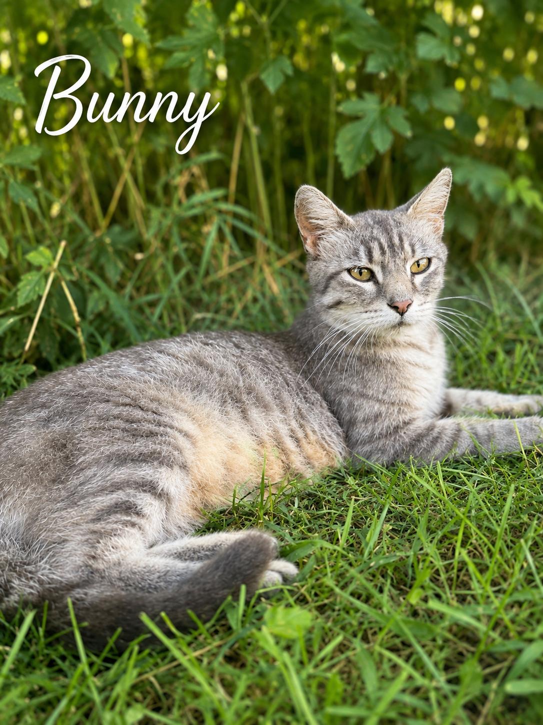 Bunny-ADOPTION FEE SPONSORED, Adoptable, Adult Female Tabby.