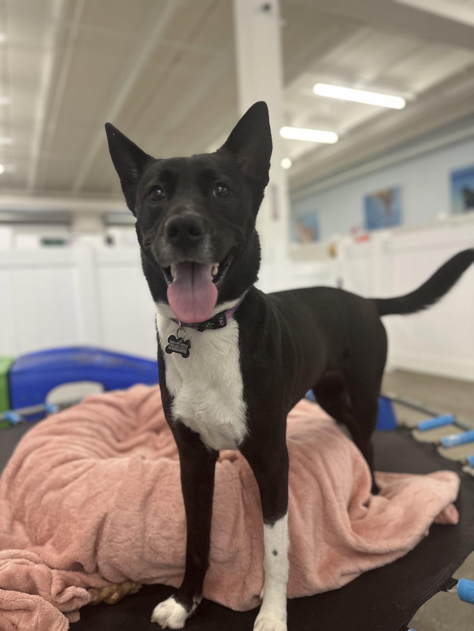 Mandie, Adoptable, Adult Female Australian Kelpie.
